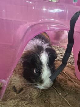 Rescue Guinea Pig Guinea Pigs for Adoption in Stratham, New Hampshire - Miko (companion To Maverick) | PetCurious